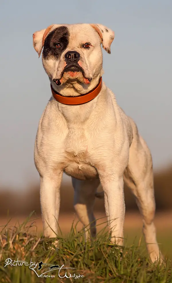 NKC Champion Justayton/Mightybull Brave Bull