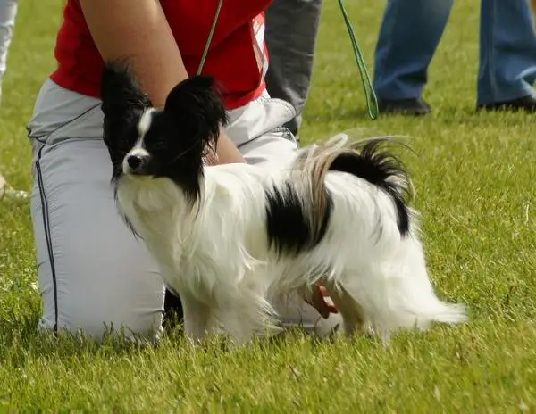 J.CAC.J.Ch.UA.CAC.CACIB.BOB.CH.UA Heros of Ultima Blue Dream