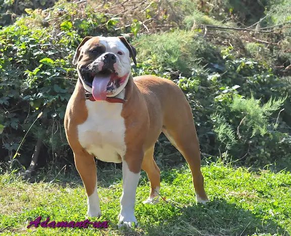 Paramoint Revenge Barrakuda