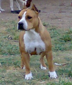 D.M. amstaff pampa