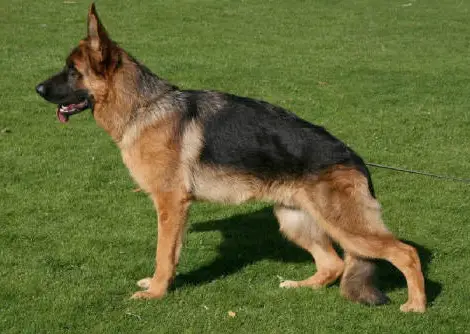 Azuro van Ayla's Aura