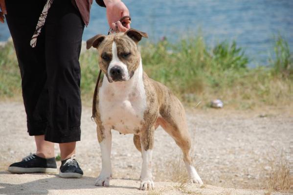 Dawn de la vallée du dragon Blanc