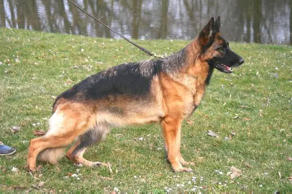 V Ashley vom Osterberger-Land