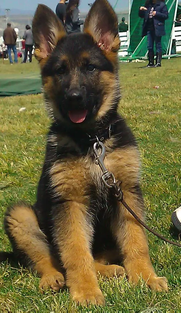 Amica vom Fuego Land