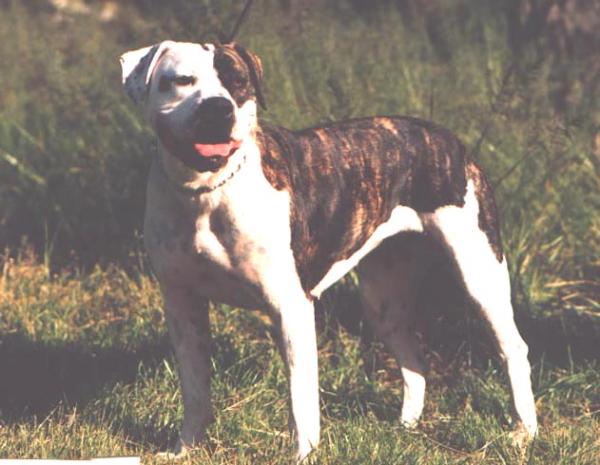 BoydsThunderstruck Reba McEntire