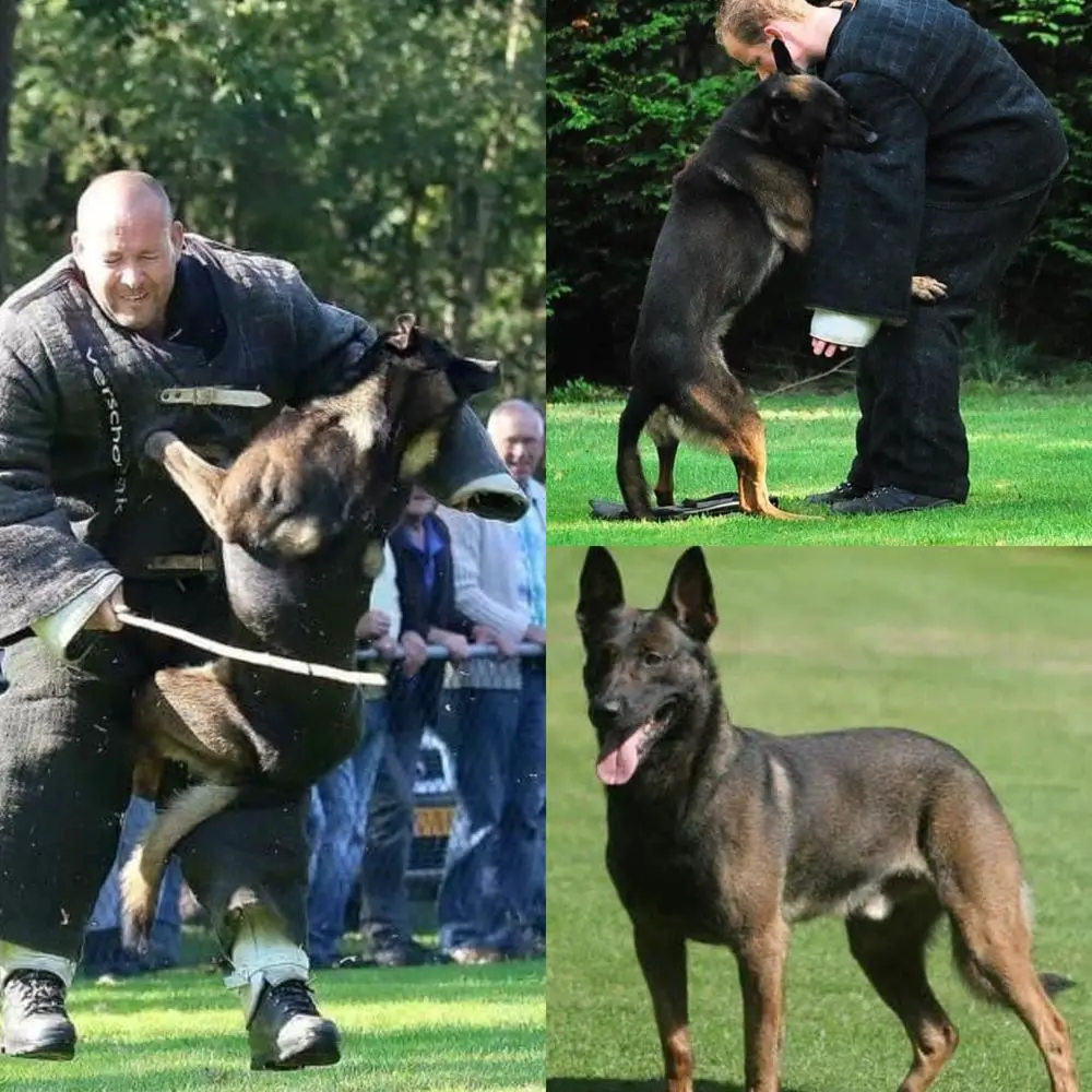 Berry II 'Dhr. B. Lamers, Wijchen'