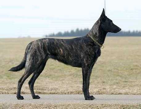 Ariane des Crocs de L´Olympe