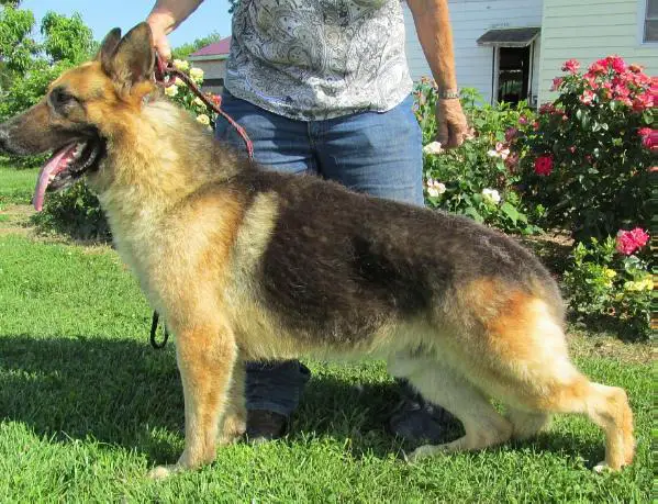 Raebark's Invincible Vinnie