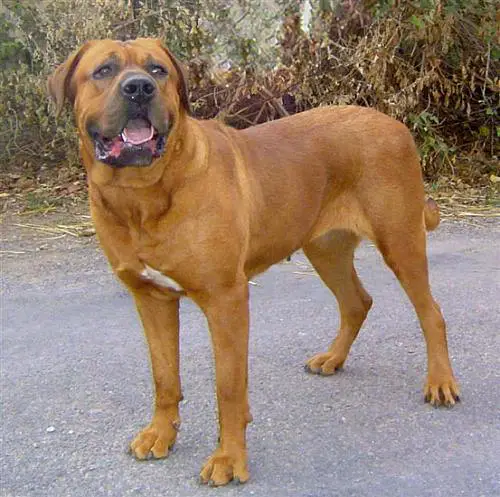 UKAI DU CENTER CLUB MOLOSS WOLF