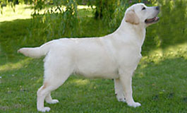 Rocheby Old Time Dancing