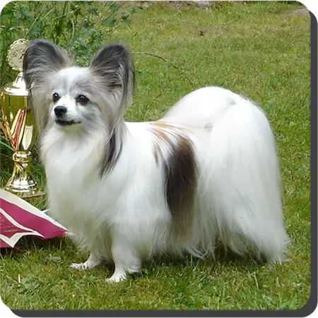 CH. Caratoot's Convince Chantalle