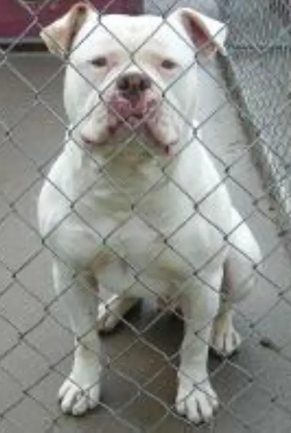 RHAB'S Rampage of blue collar kennels