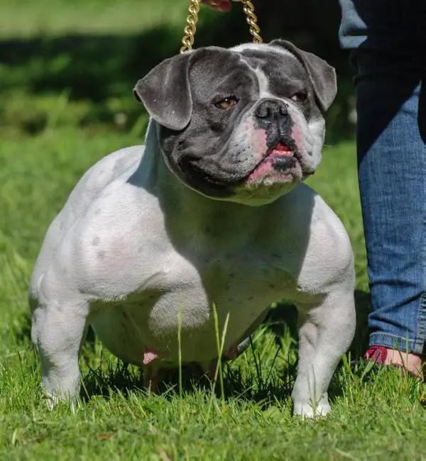 Llebeig Blua “Mini” @Utzon