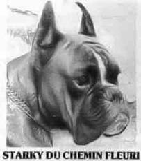 Starky du Chemin Fleuri