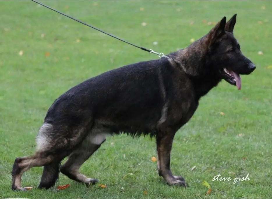 V Aron vom Eichertland