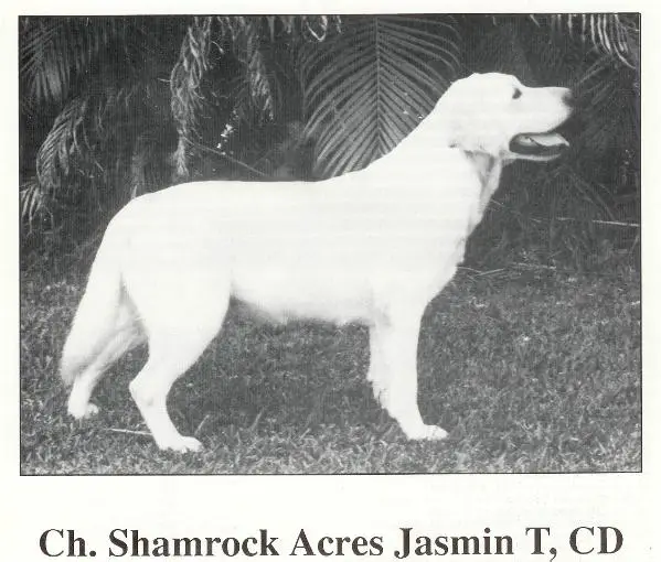 Shamrock Acres Jasmin T