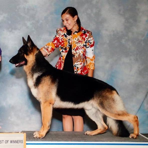 AKC/UKC CH Von Ragus Troubles On The Way