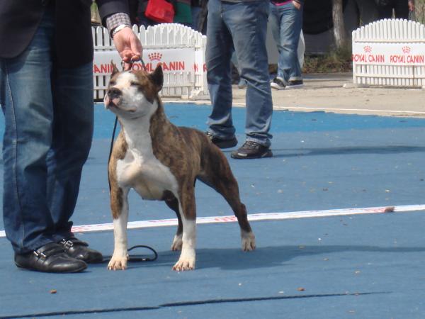 ROJCH, BG CH Atena amstaff the kamelot