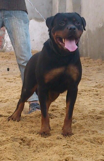 Akira Of Silver Fild KG