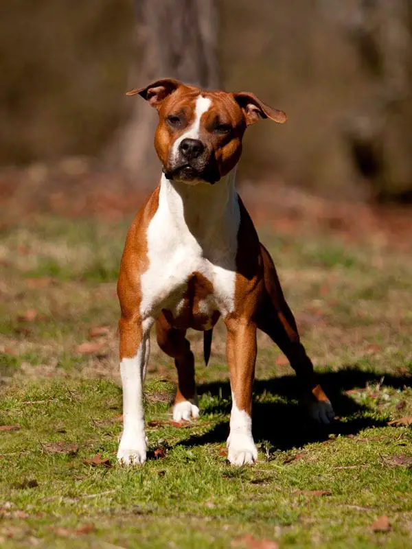 Mississippi Red Kimana