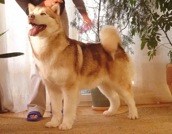 CH RUS Alkantara Pimienta Roja