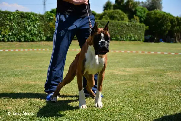 AS0,PS0,SP0 Bandit do Agro Das Viñas