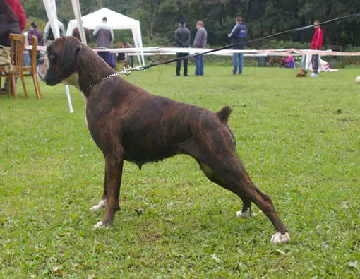 Laura Regat Fender Edda