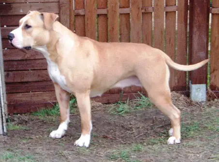 B-DAMA TREFL POKEROWY ŻYWOT Siedem Dębów