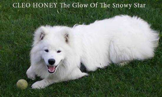 CLEO HONEY The Glow of the Snowy Star
