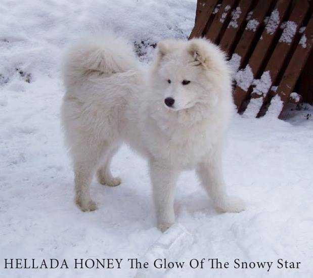 HELLADA HONEY The Glow of the Snowy Star
