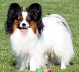 JINKA'S DO ME A FAVOR DUDE