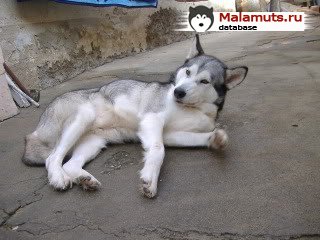 Kurjak Nikita