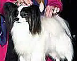 AM JAP CH Queen Bless JP Success Story