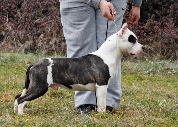 Royal Nobleman's Rainbow Dancer
