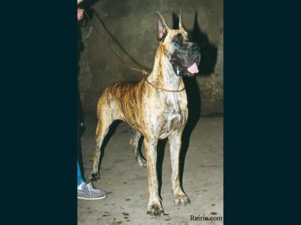 Moudjahiddine Des Brumes De La Vallee Du Cher