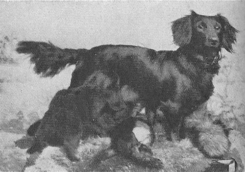 Braune Hexe vom Sonnenstein