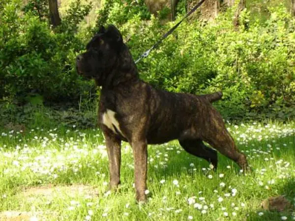 NAOMI DEL ROSSO MALPELO