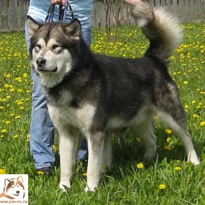Leyu Yasno Solnyshko