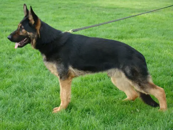 SG Ergo Holubi dum 5JK1/P