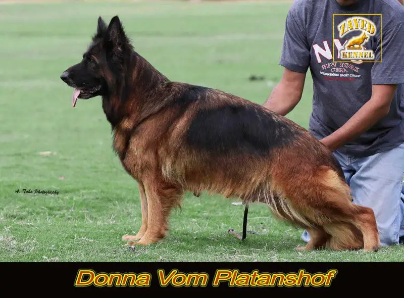 Donna Vom Platanshof