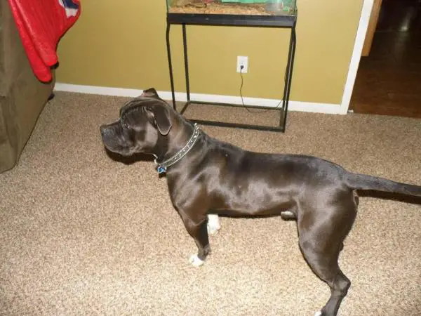 Rottman's Diesel