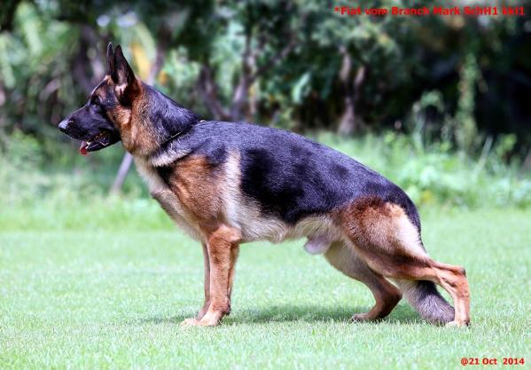 V Fiat vom Branch Mark