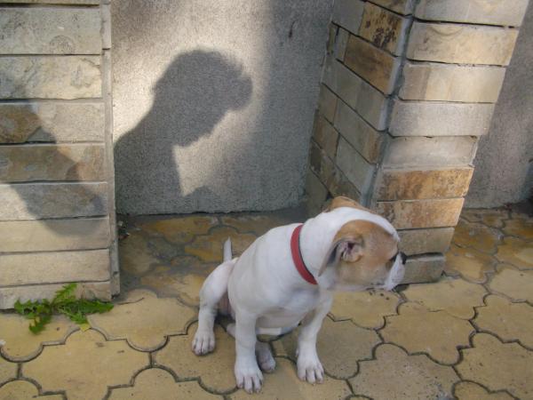 BullGuardian's Alfa of SJKids