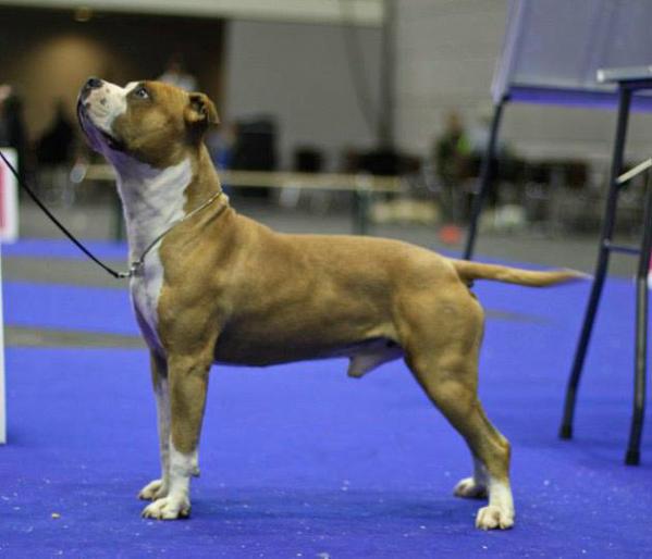 BISS, CH Intencity French Touch of Malone