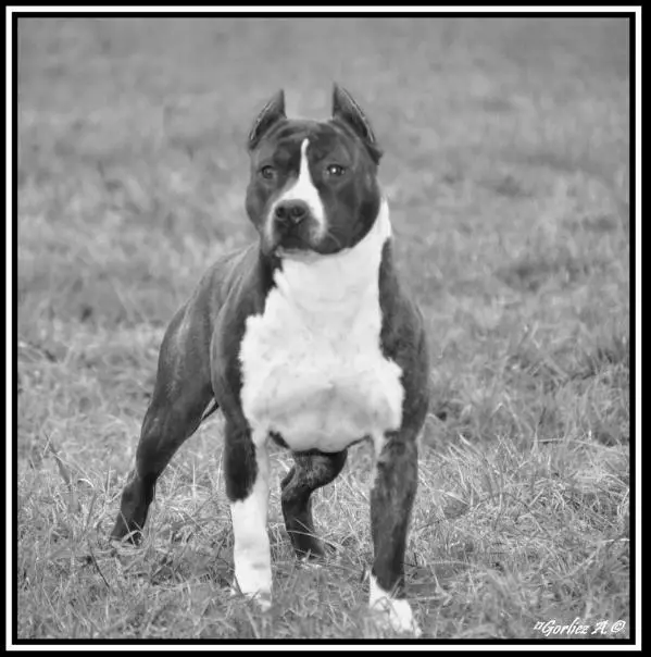 CH American V.I.D Angélina Jolie