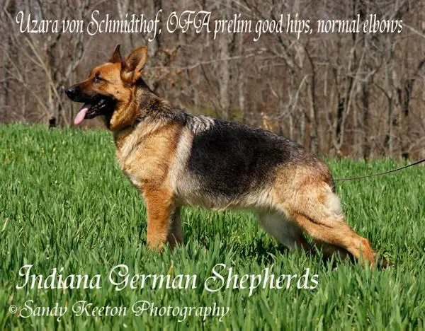 Uzara von Schmidthof