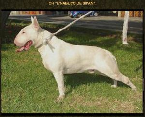 E´Nabuco de Sipan