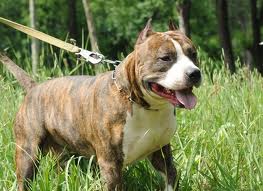 Bakaroro End Itubori Romul