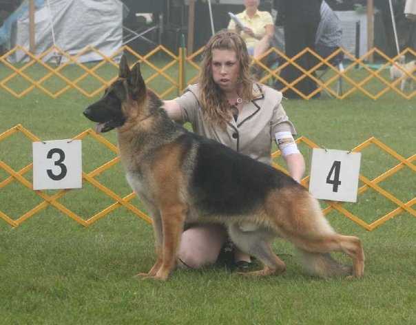 CH Windy Acres' All In The Family