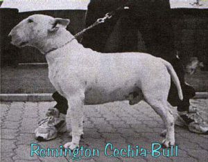 REMINGTON CECHIA-BULL